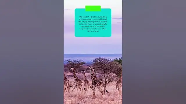 Video thumbnail for This is how big is GIRAFFES HEART #shorts