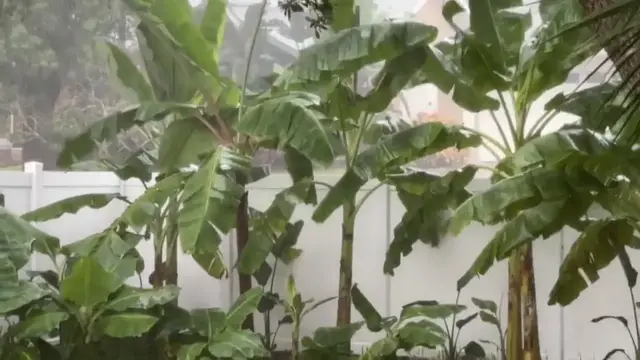 Video thumbnail for US: Banana Plants Thrash Violently in Strong Winds During Hurricane Isaias.