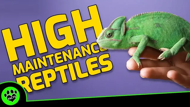 Video thumbnail for Top 5 High-Maintenance Reptiles: Are You Ready for the Challenge?