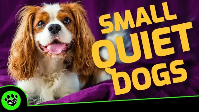 Video thumbnail for 7 Small Quiet Dog Breeds Perfect for Apartment Living: No More Yappy Neighbors!
