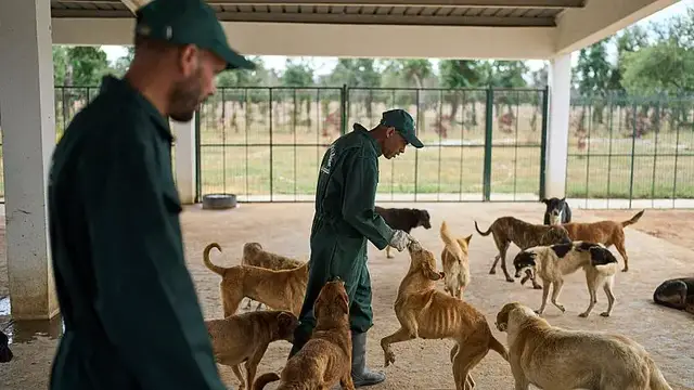 'Video thumbnail for "Trap, Neuter, Vaccinate, and Return", Morocco’s strategy to save stray dogs'