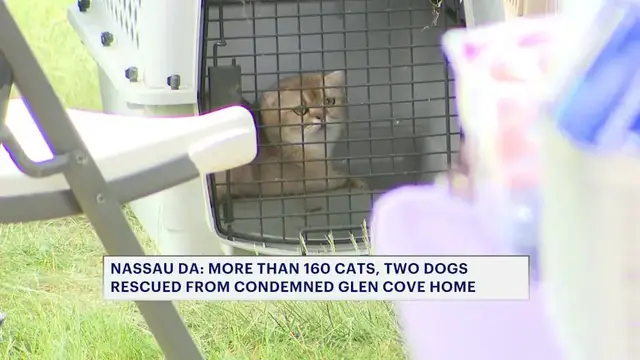 Video thumbnail for Over 160 cats and two dogs rescued from condemned house in Glen Cove