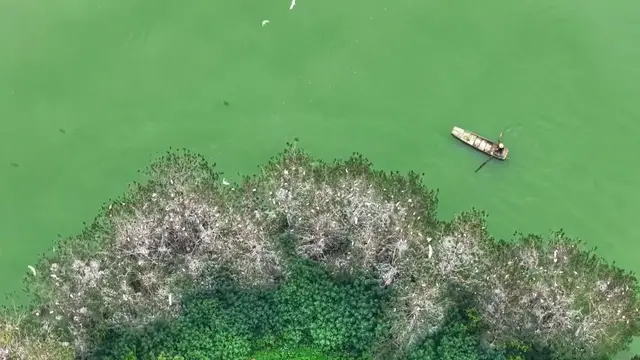 Video thumbnail for China: Tens of thousands of migratory birds nest, breed at wetland in Central China.