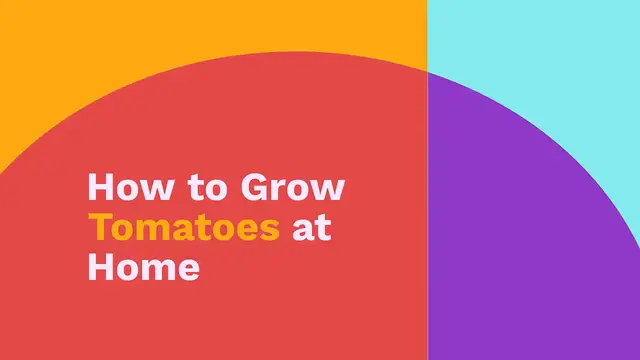 Video thumbnail for How to grow tomatoes at home