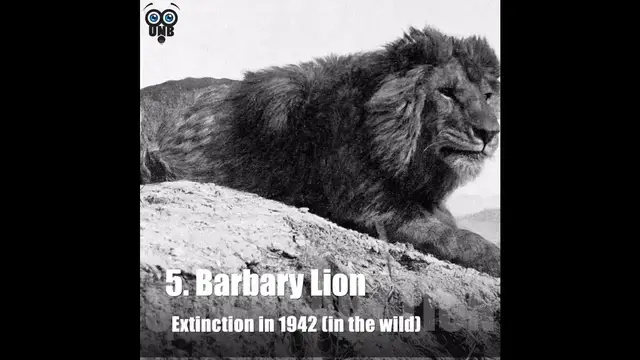 Video thumbnail for 10 Rare Video Footage and Photographs of Extinct Animals