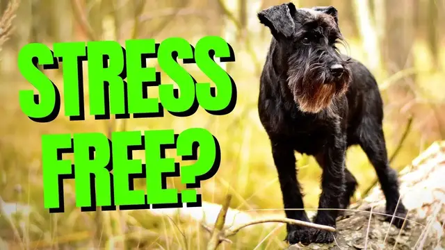 Video thumbnail for Say Goodbye to Stress with These Adorable Low Maintenance Small Dogs