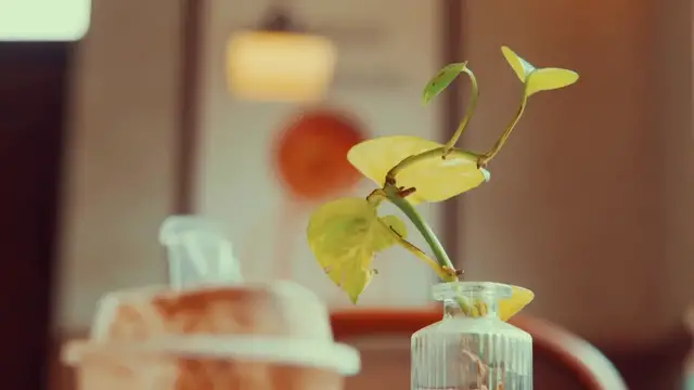 'Video thumbnail for How To Propagate Fiddle Leaf Fig'