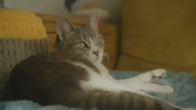 'Video thumbnail for The Mystery of the Cat Pee Smell: Uncovering Unexpected Sources'