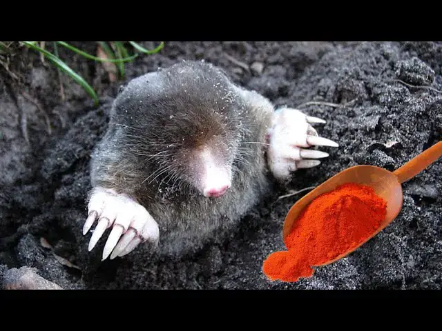 'Video thumbnail for How to Instantly Get Rid of Garden Moles Naturally—No Traps, No Poison!'