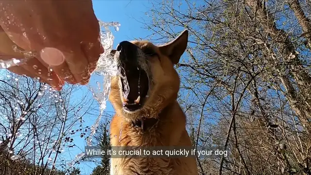 Video thumbnail for How to Safely Make Your Dog Vomit Without Hydrogen Peroxide?