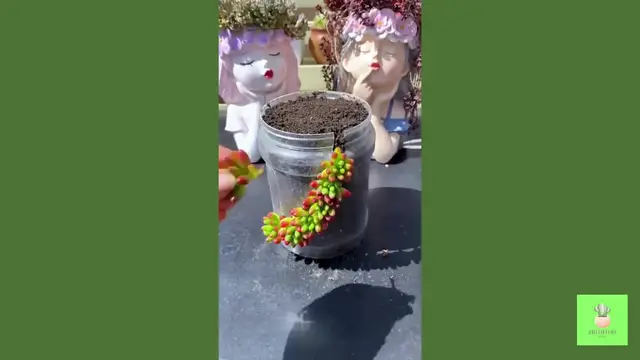 'Video thumbnail for Recycle OLD Stuff Into AMAZING Succulent Planters! '