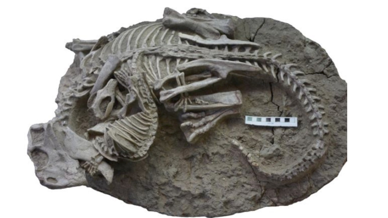 Video thumbnail for Some of the earliest evidence that a mammal preyed on a dinosaur