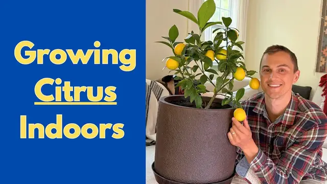 Video thumbnail for How to Grow LEMONS Indoors / Outdoors in Containers (& Limes, Oranges)