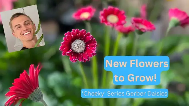 Video thumbnail for 'Cheeky' Gerber Daisies - Try these New Plants!