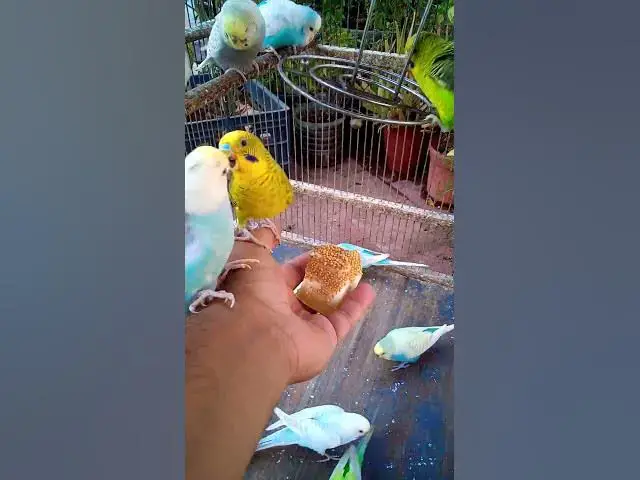 'Video thumbnail for 💤 Beruhigende Wellensittich Laute zum Entspannen 🎧🐦 #Entspannung#Vögel #Wellensittich #Kurzvideo'