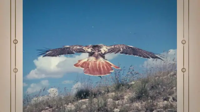 Video thumbnail for The Red-Tailed Hawk Diet: A Fascinating Insight into Nature's Master Hunter