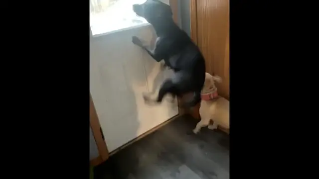 Video thumbnail for Dogs Jump Excitedly as Owner Prepares for Morning Walk