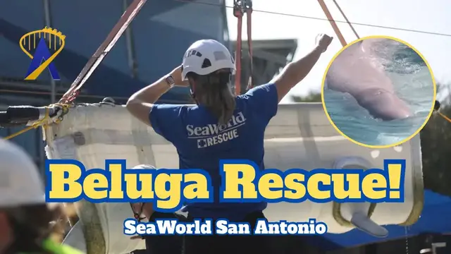 Video thumbnail for Massive Beluga Whales Airlifted in Epic Rescue to SeaWorld