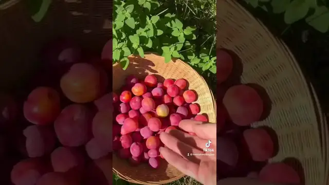 Video thumbnail for making fruit roll ups Pt 1