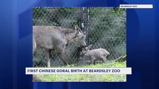 Video thumbnail for First Chinese goral kid born at Connecticut's Beardsley Zoo during Tuesday's storm