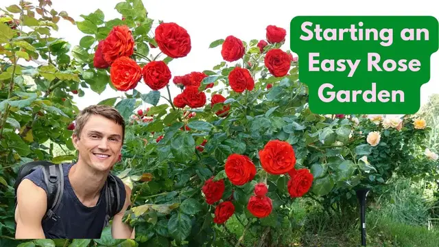 Video thumbnail for How to Create a Modern ROSE GARDEN - Easy to Care For, Fragrant, Beautiful