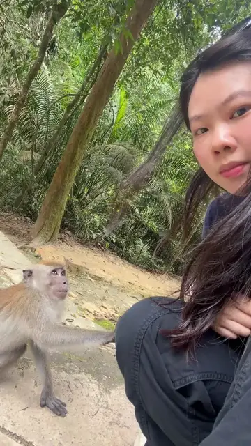 Video thumbnail for Curious Monkey Plays with Hair and Offers a Gentle Handshake