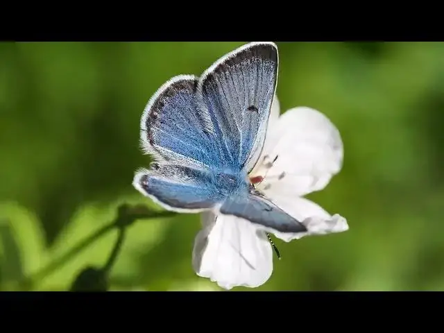 Video thumbnail for Butterfly Flapping