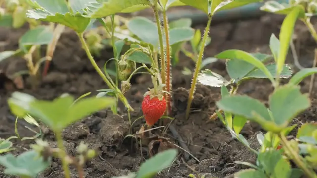 Video thumbnail for HOW TO PLANT STRAWBERRIES IN TEXAS