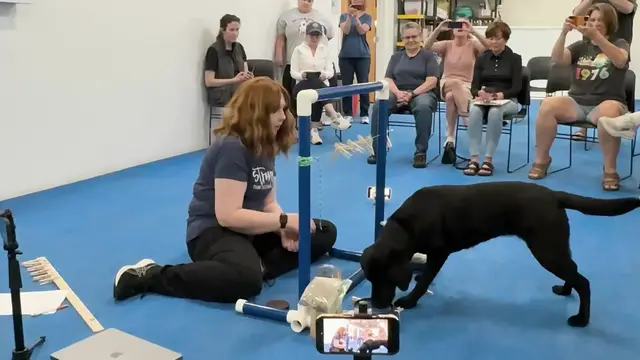Video thumbnail for Most Clothes Pegs Put On A Washing Line By A Dog In One Minute
