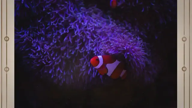 Video thumbnail for Exploring the Diverse Coral Reef Fish Species