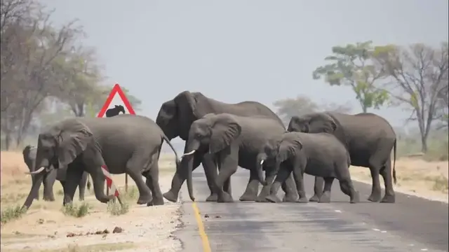 Video thumbnail for African Savanna Elephant|African Bush Elephant |  Animals   Africa