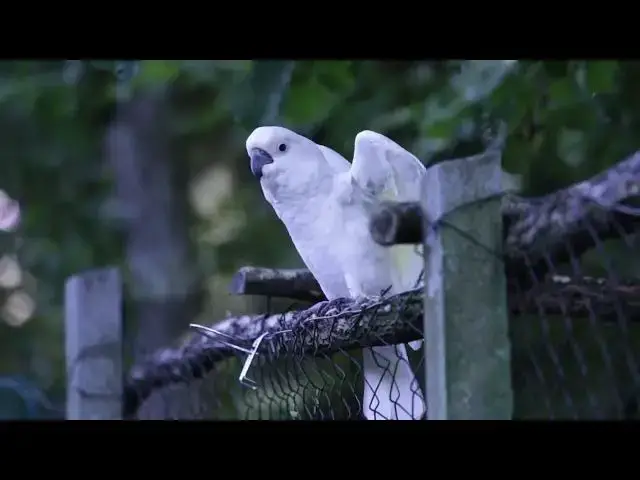 Video thumbnail for White Parrot