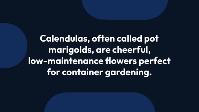 Video thumbnail for Growing Calendulas in Containers