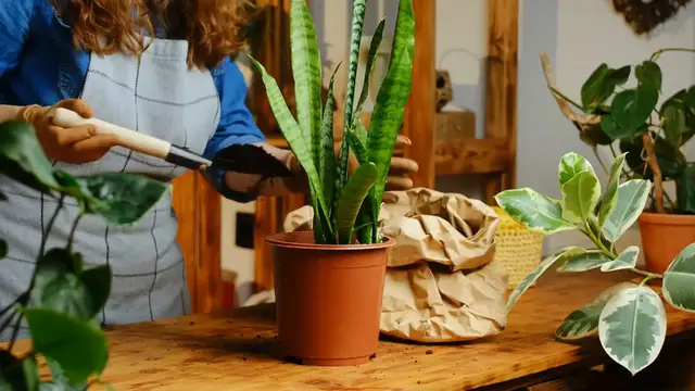 Video thumbnail for Snake Plant Care Tips