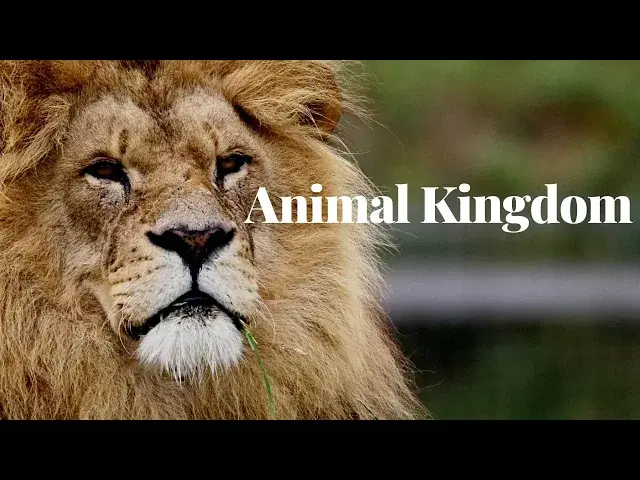 'Video thumbnail for morning nature || morning nature ambience || morning nature video ||morning nature birds ||'