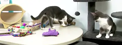 Video thumbnail for 'We're holding our breath.' Stamford-based "Friends of Felines" in urgent need of foster homes for abandoned cats