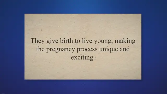 'Video thumbnail for How to Care for a Pregnant Molly Fish?'