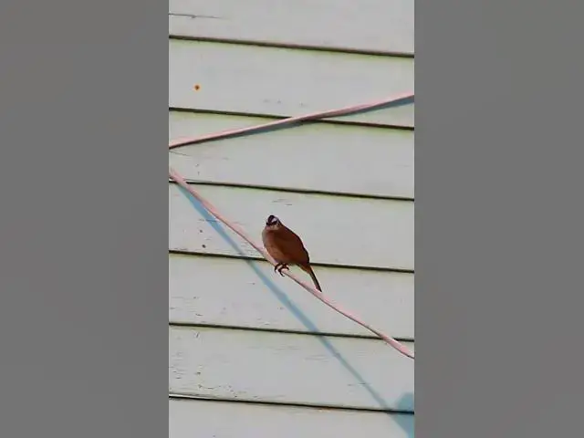 'Video thumbnail for Cute Wild Bird #dovebird #smallbird #birds #bird #shortdove #nestdove #babiesdove'