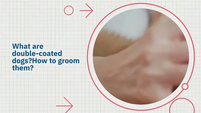 Video thumbnail for What are double-coated dogs? How to groom them?