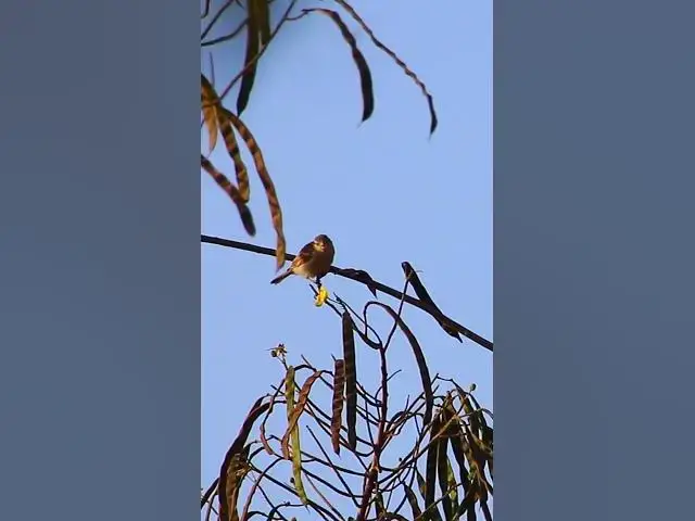 'Video thumbnail for Cute Sparrow Bird #dovebird #smallbird #birds #bird #shortdove #nestdove #babiesdove'