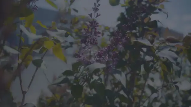 Video thumbnail for Japanese Lilac Tree