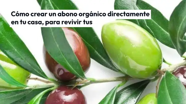 Video thumbnail for El abono orgánico más recomendado por viveristas: tendrás unas raíces verdes, bonitas y sanas