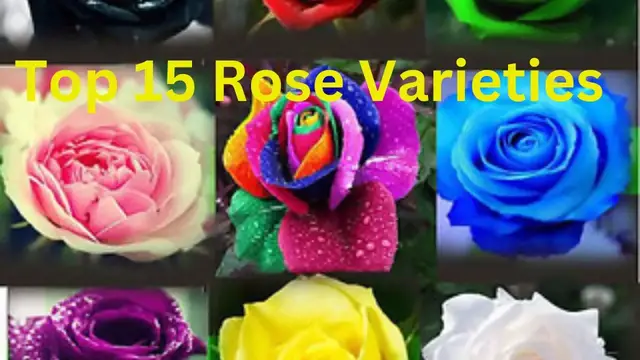 'Video thumbnail for Top 15  Roses Varieties'