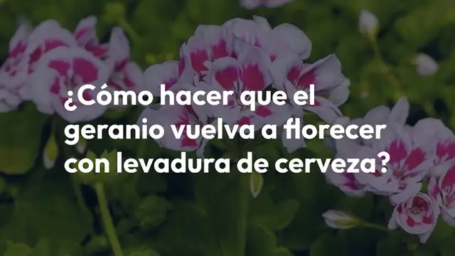 Video thumbnail for Viértelo sobre tus geranios para que florezcan rápidamente: nunca habían estado tan frondosos