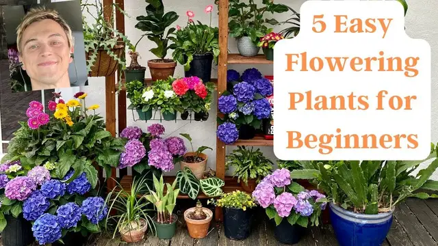 Video thumbnail for 5 Easy To Grow Flowering Plants For Beginners