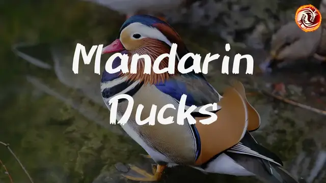 'Video thumbnail for Mandarin Ducks: The Ultimate Symbol of Love & Loyalty'