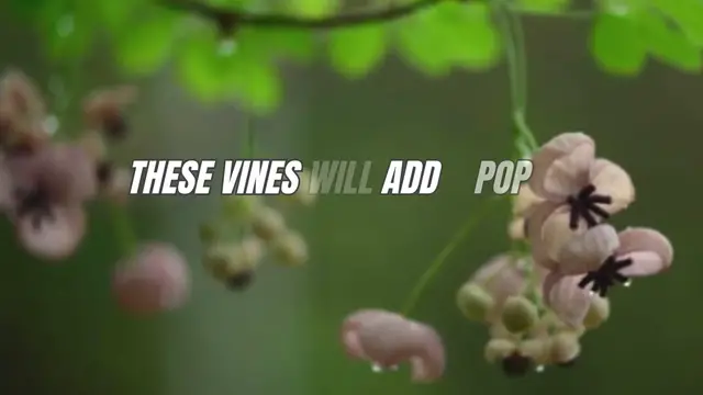 Video thumbnail for Looking for fast-growing flowering vines to create a blooming paradise 🌸