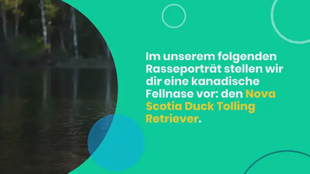 Video thumbnail for Nova Scotia Duck Tolling Retriever im Rassen-Porträt
