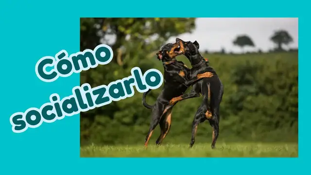 'Video thumbnail for 馃悤C贸mo socializar a tu pinscher mini 鉂わ笍'