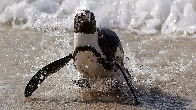 'Video thumbnail for African penguin faces extinction despite new protections'
